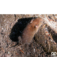 گونه ول علفزار  Schelkovnikovs Pine Vole